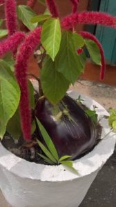 Image of oscoutghana