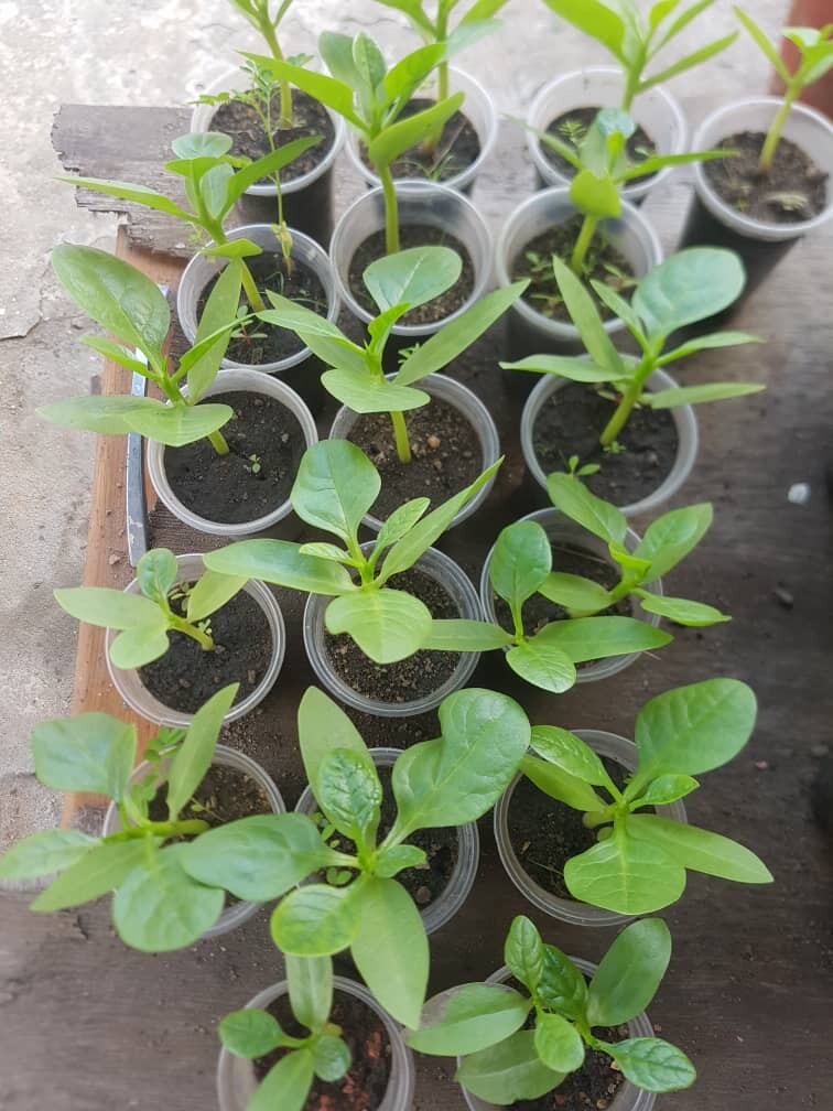 Sustainable Community Projects in Cape Coast Ghana