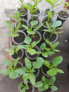 Image of spinach Seedlings 225x300 Image of oscoutghana