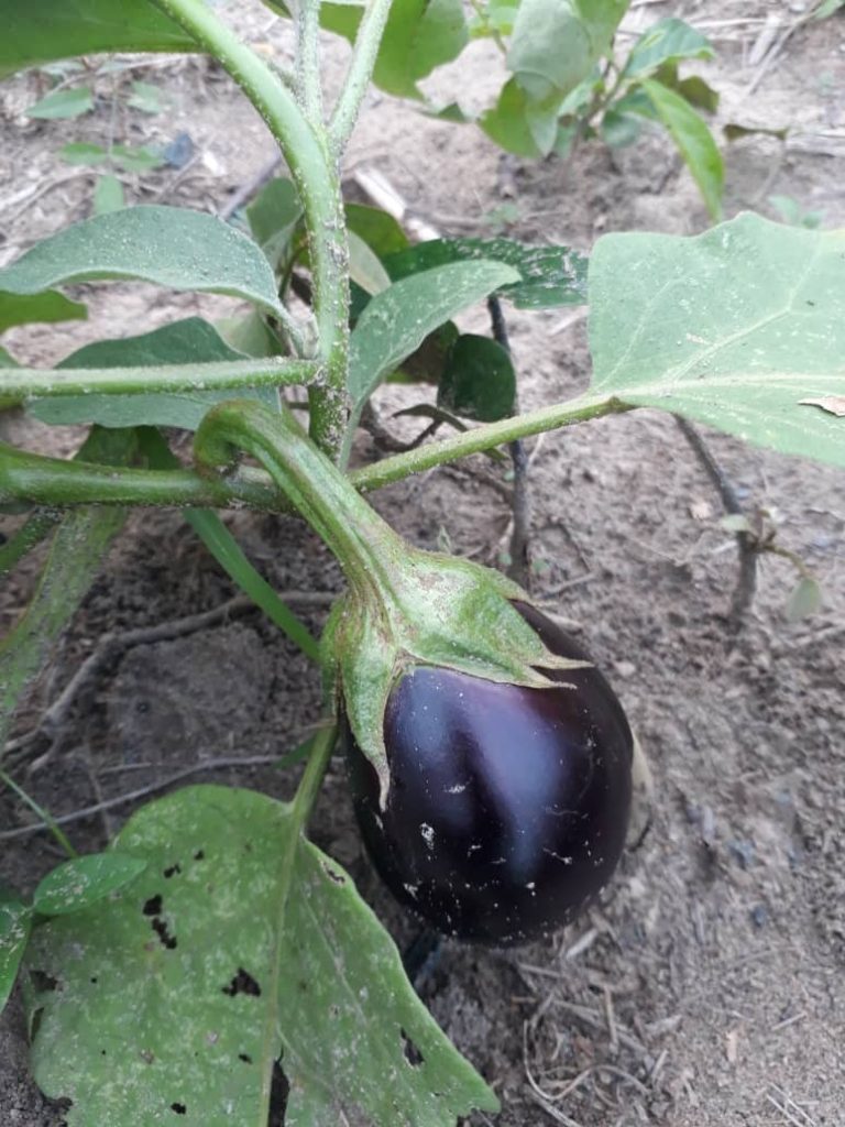 Image of Operation Feed Yourself 5 1 768x1024 Image of oscoutghana