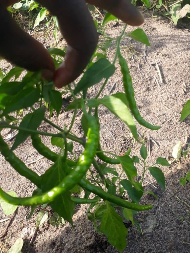 Image of Operation Feed Yourself 5 768x1024 Image of oscoutghana