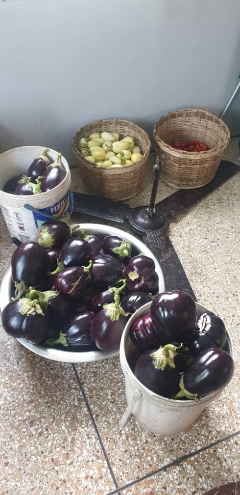 Image of Aubergine Image of oscoutghana