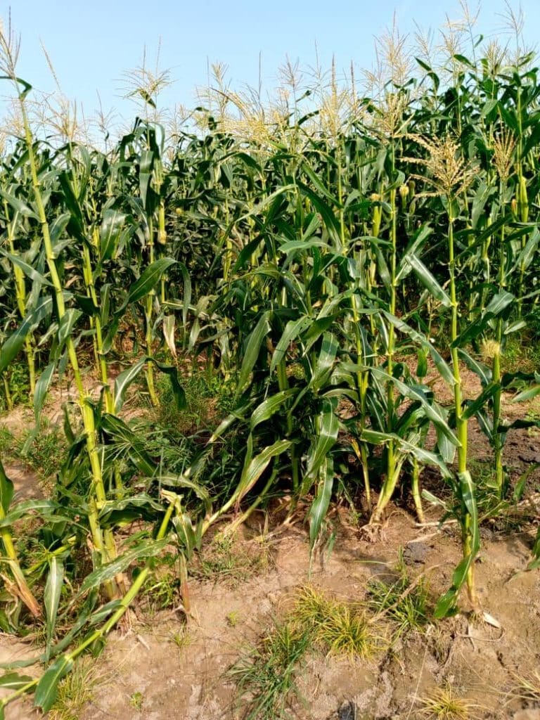 Image of Farming in Ghana 768x1024 Image of oscoutghana