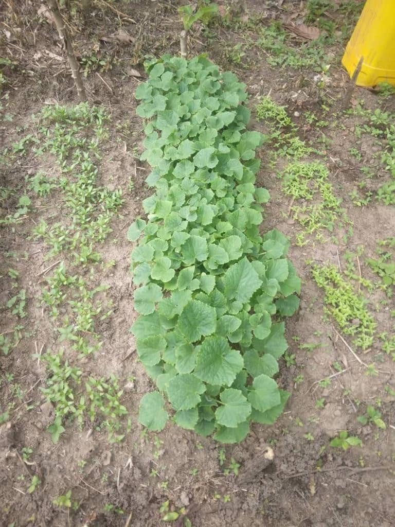 Image of Okra Farm Image of oscoutghana