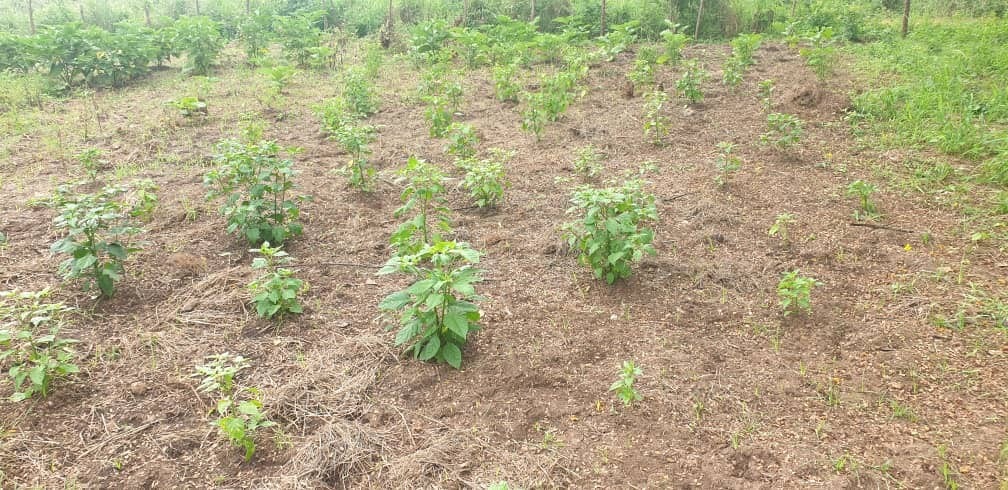Image of Organic Garden in Ghana Image of oscoutghana