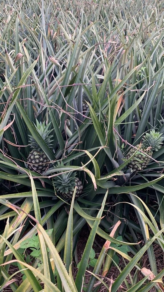Pineapple Farm in Ghana