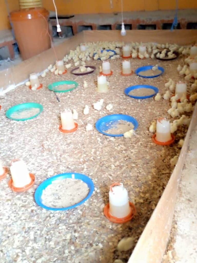 Image of Poultry Farms in Ghana 768x1024 Image of oscoutghana