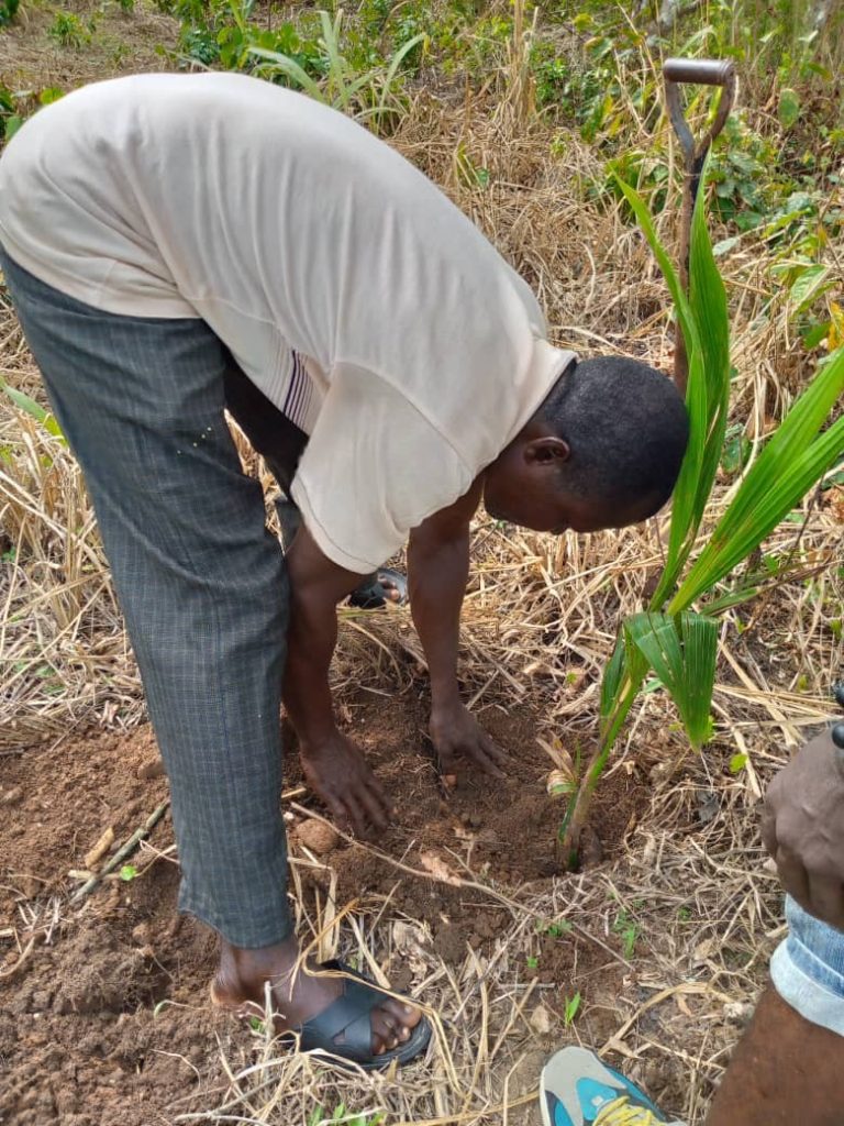 Plantings Coconut Seedlings