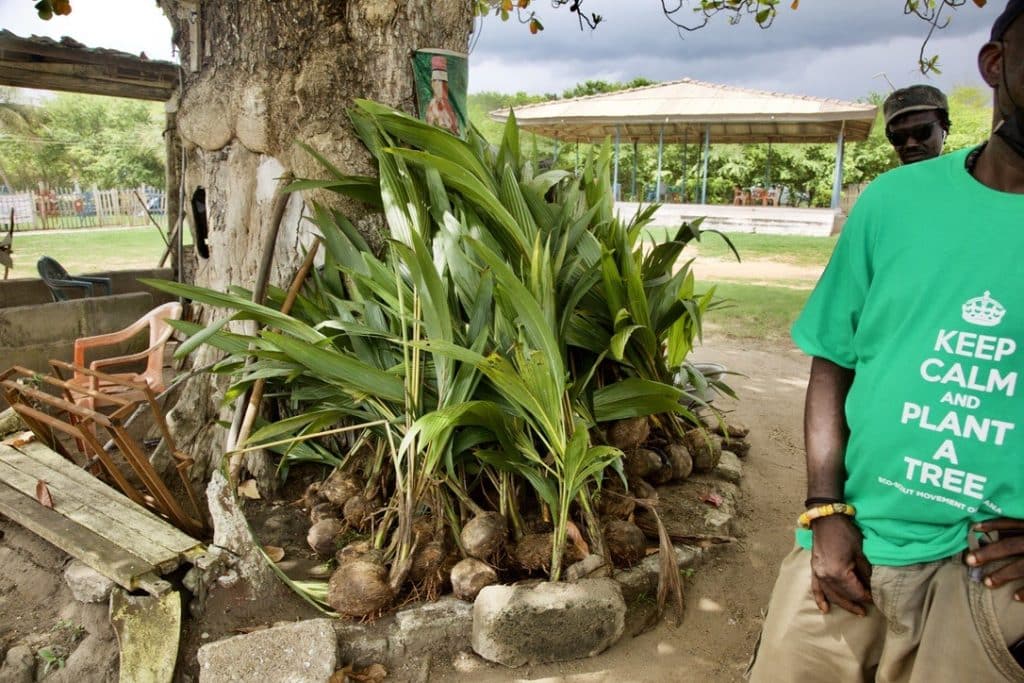 Image of Eco Scout Movement Of Ghana Coconut Seedlings 1024x683 Image of oscoutghana