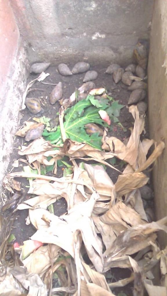 Image of Snail Farming in Ghana Image of oscoutghana