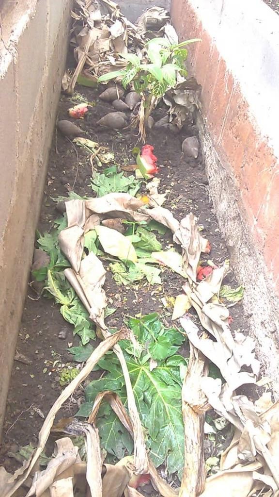 Image of snail Farming Image of oscoutghana