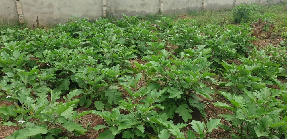 Image of vegetable farm Image of oscoutghana