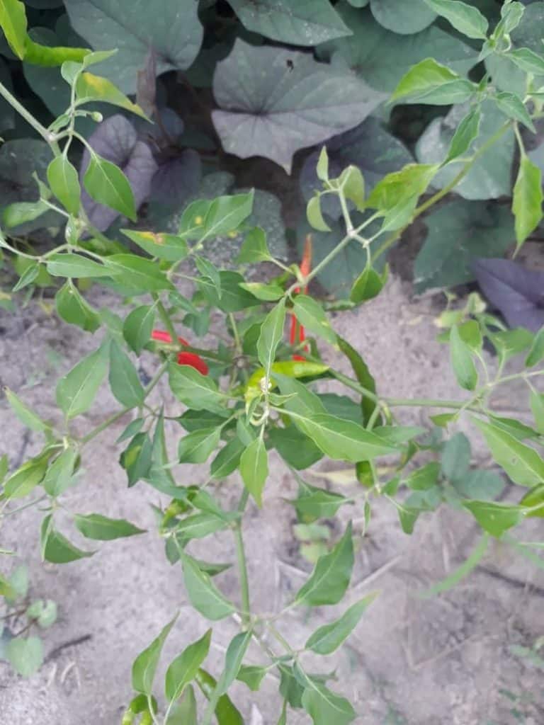 Pepper Plant in Ghana